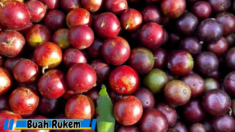 Manfaat Buah Rukem