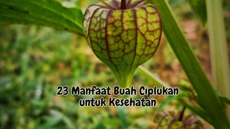 Manfaat Buah Ciplukan