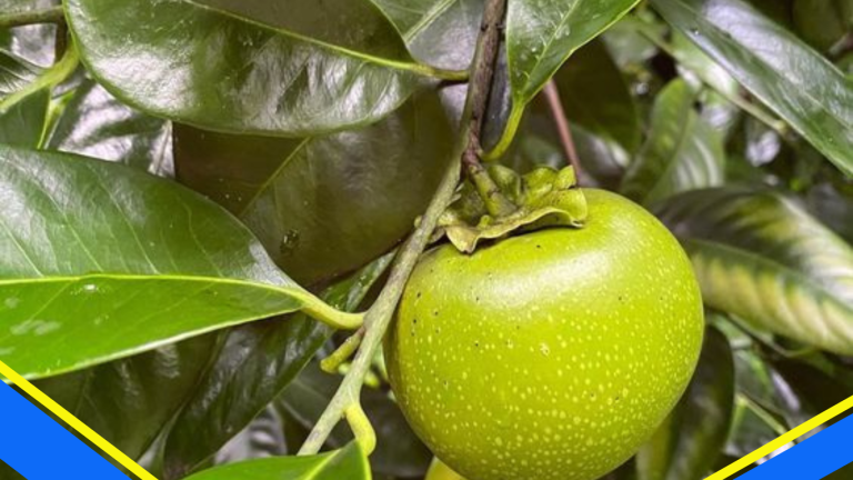 Buah Black Sapote