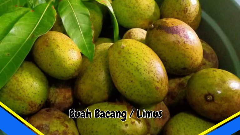 Buah Bacang atau Limus