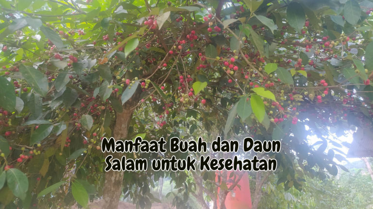 Manfaat Buah dan Daun Salam untuk Kesehatan