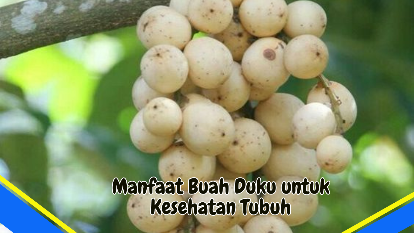 Manfaat Buah Duku untuk Kesehatan Tubuh