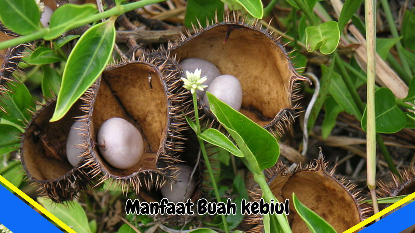 Manfaat Buah Kebiul