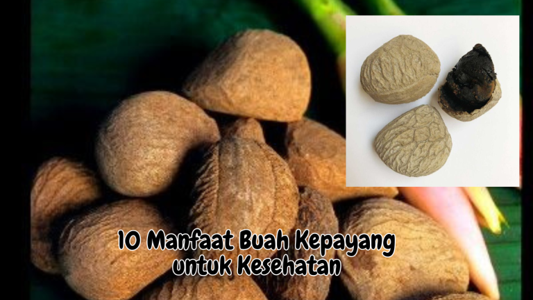 Manfaat Buah Kepayang untuk Kesehatan