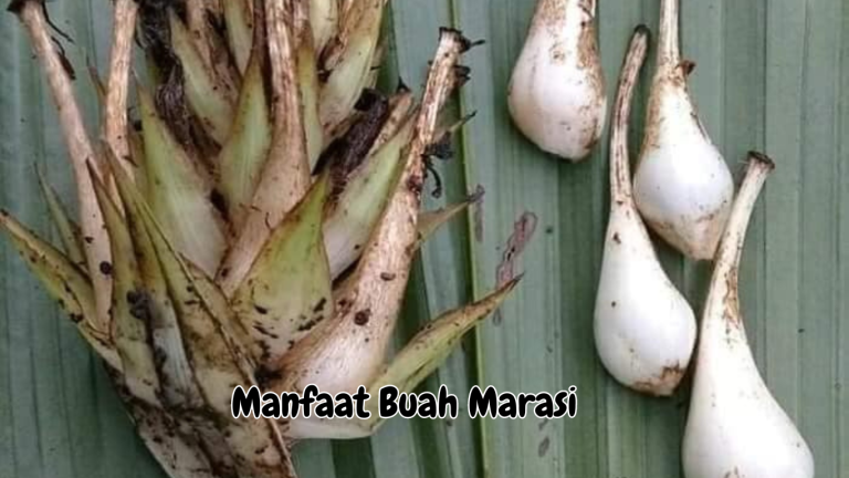 Manfaat Buah Marasi 