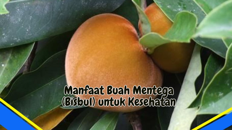 Manfaat Buah Mentega untuk Kesehatan