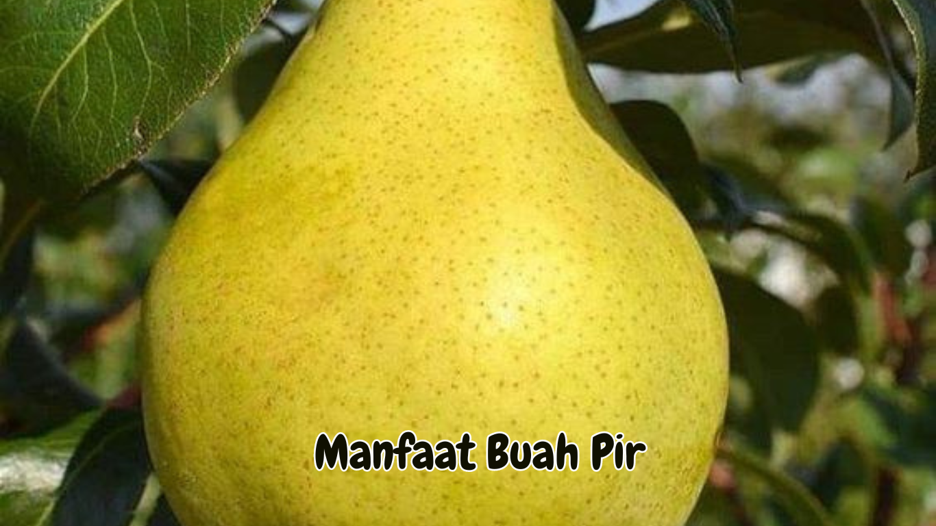 Manfaat Buah Pir