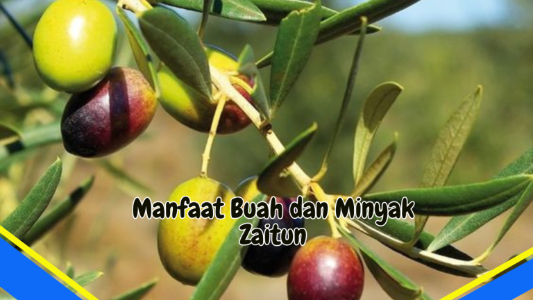 Manfaat Buah dan Minyak Zaitun