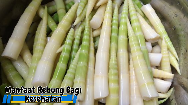 Manfaat Rebung Bagi Kesehatan